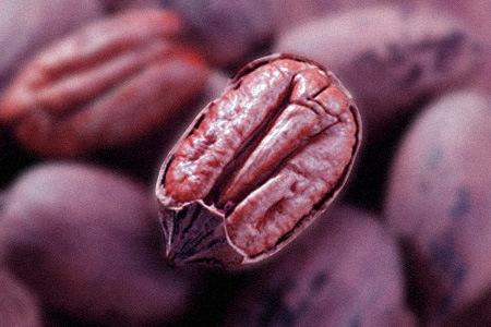 pawnee types of pecans are produced by small trees which makes it a popular choice to grow