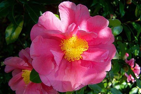 pink icicle camellia