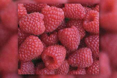 polka raspberries