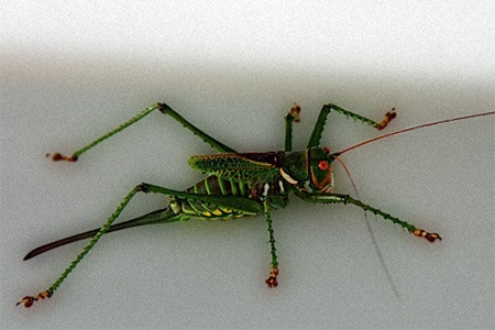 some different types of grasshoppers, like predaceous katydids, are flightless grasshoppers