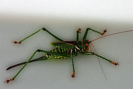 green grasshopper species