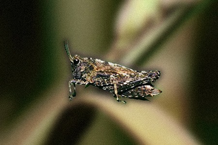 one of the most interesting types of grasshoppers are pygmy grasshoppers - some of them are so small that they can only be seen with a microscope