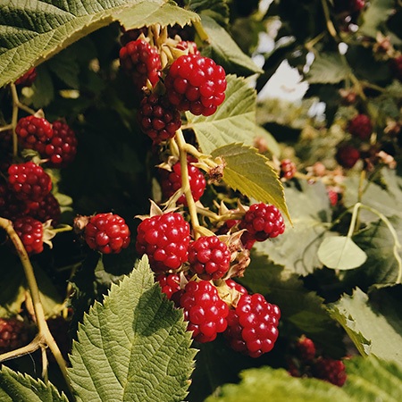 raspberry shortcake raspberries