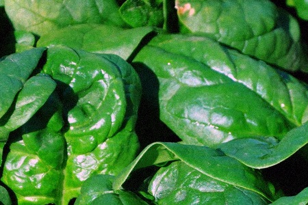 regiment spinach