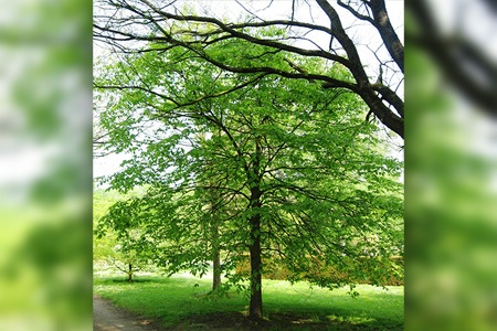 rock elm tree