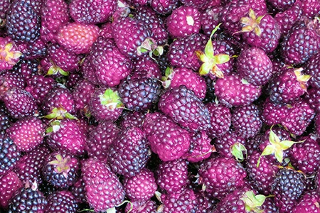 royalty raspberries looks like a combination of black and red raspberry species with its rich purple color