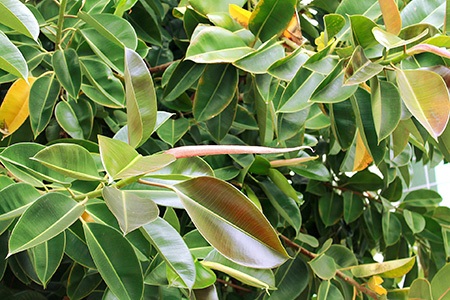 rubber plant (ficus elastica) is one of the most unique ficus species around the world
