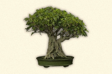 sacred fig (ficus religiosa)