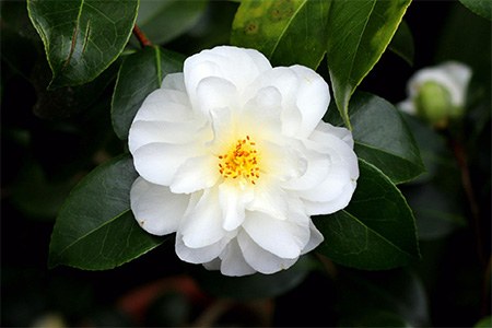 setsugekka camellia