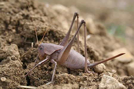 shied-back katydid