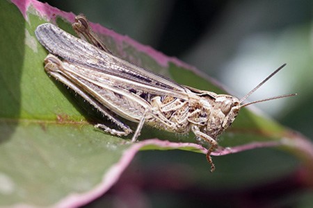 short-horned grasshopper