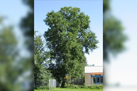 siberian elm tree