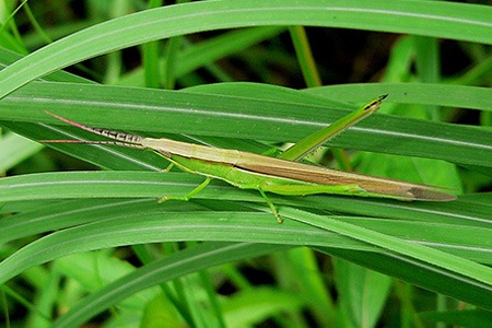 some species of grasshoppers, like slant-faced grasshoppers, are easy to identify due to their unique appearance