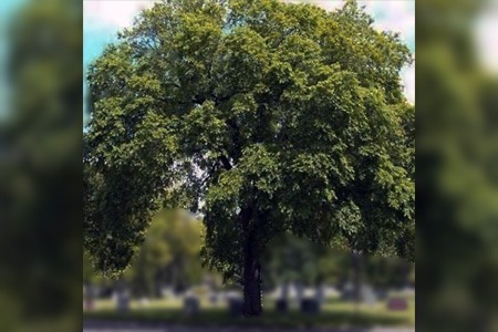 some varieties of elm trees, like slippery elm tree are not known widely due tp the fact that it cannot be grown everywhere