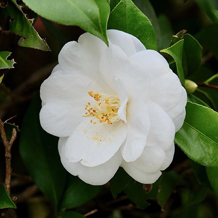 spring mist camellia