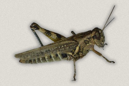 one of the most common grasshopper species in north america is spur-throated grasshoppers