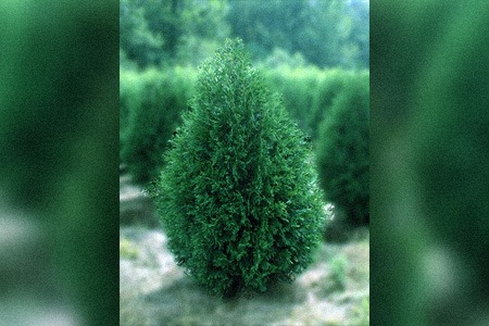if you are looking for specific types of arborvitae trees to grow in your house, try techny arborvitae