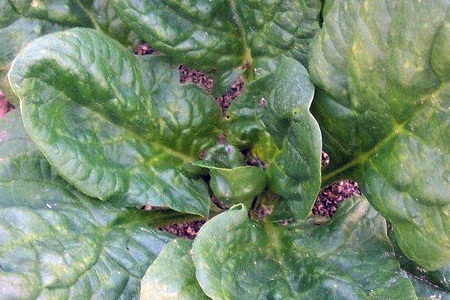 some varieties of spinach, like teton spinach, have a mild flavor