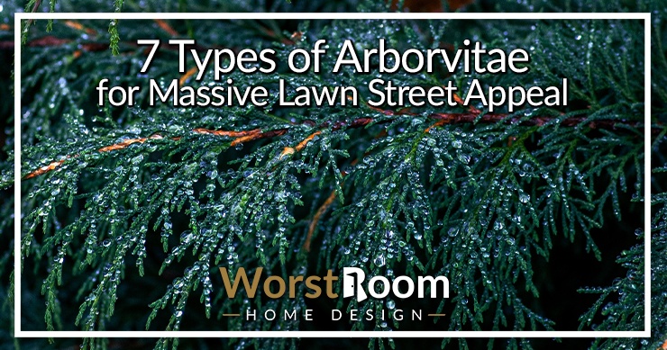 types of arborvitae