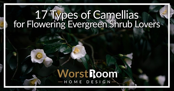 types of camellias