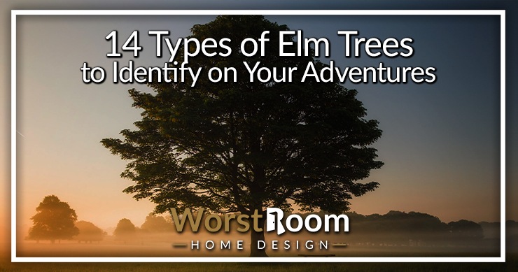 types of elm trees