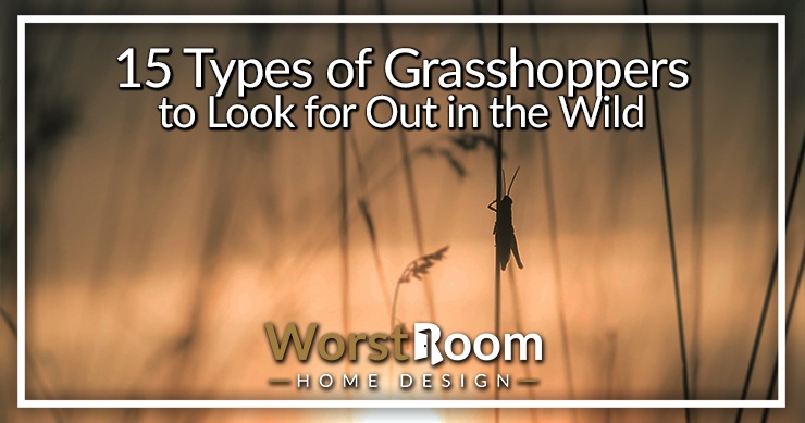 types of grasshoppers