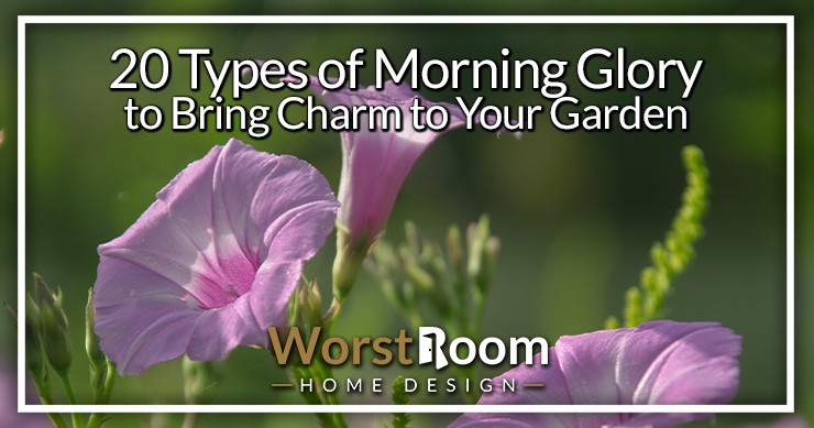 types of morning glory