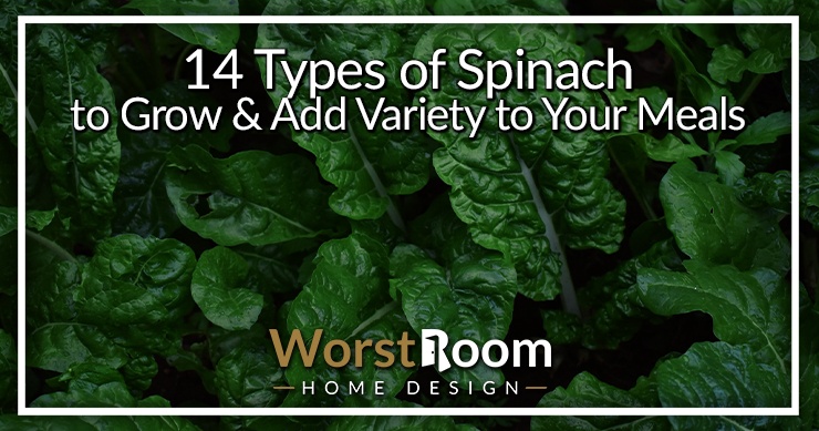 types of spinach
