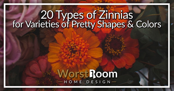 types of zinnias