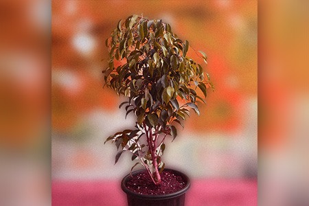 weeping fig (ficus benjamina) is one of the most common ficus varieties