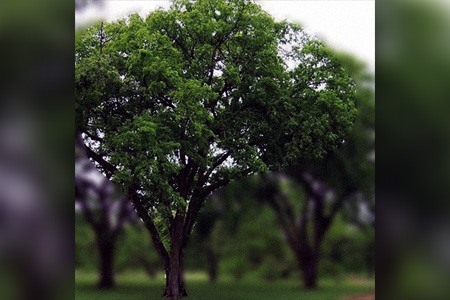 winged elm tree