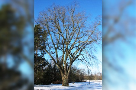 wych elm tree