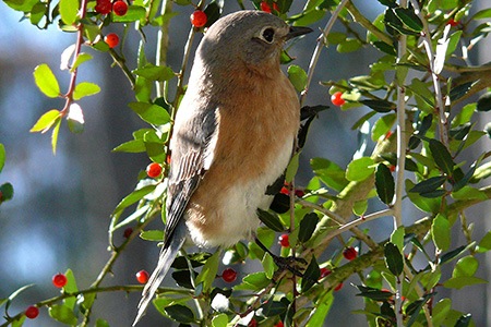 yaupon holly (ilex vomitoria)