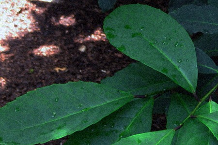yerba mate (ilex paraguariensis)