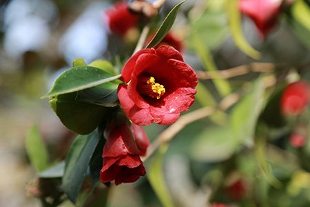 yuletide camellia