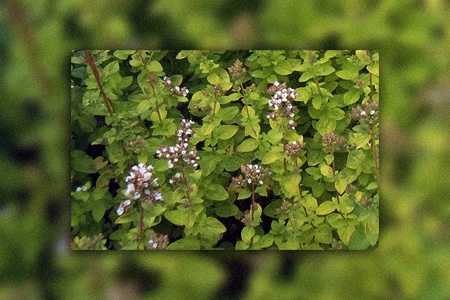 aureum oregano