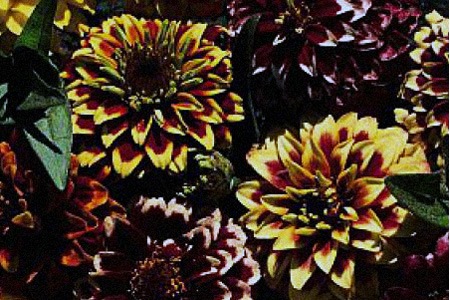 there are some different types of zinnias like aztec sunset zinnia which have variety of unique colors