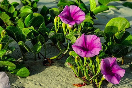 beach morning glory