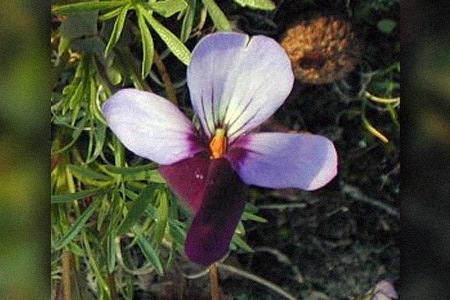 one of the most cute and beautiful varieties of violets is nothing else than bird's foot violets