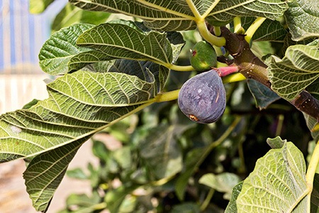 black mission fig tree is one of the most popular fig tree types within california