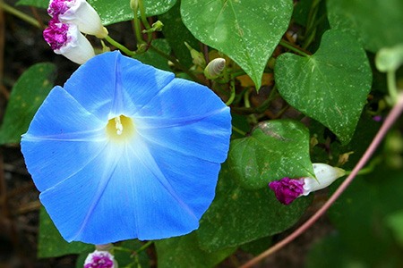 blue morning glory