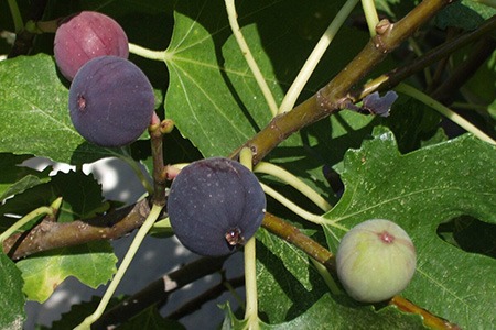 brown turkey fig tree