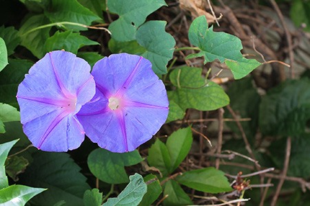 if you wonder what are the fastest growing morning glory varieties to grow - the answer is caprice morning glory
