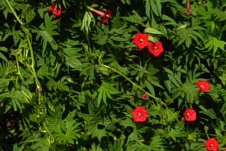 some types of morning glories, like cardinal climber morning glory, can climb on your walls