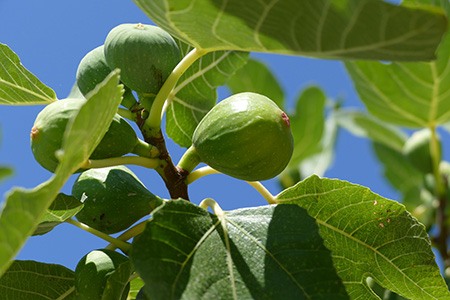 18 Fantastic Fig Tree Varieties to Grow at Home ~ Homestead and Chill