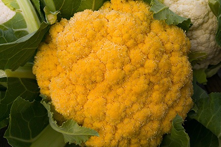 cheddar cauliflower