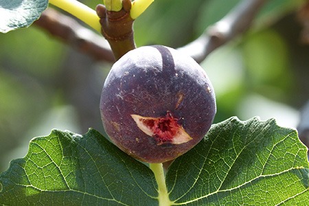 chicaho hardy fig tree
