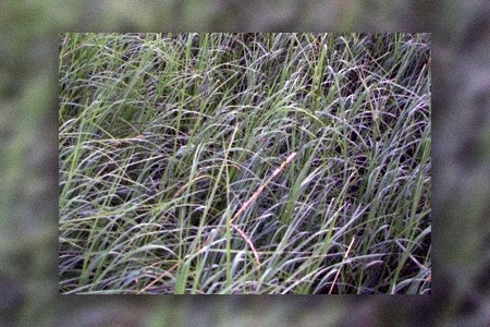 coastal bermuda grass