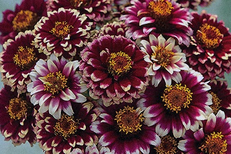 color crackle zinnia