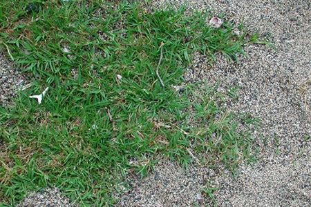 common bermuda grass is one of the easiest bermuda grass species to grow